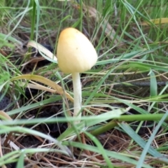 zz agaric (stem; gill colour unknown) at Yaouk, NSW - 16 Nov 2021 by JARS