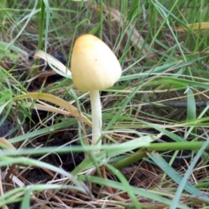 zz agaric (stem; gill colour unknown) at Yaouk, NSW - 16 Nov 2021