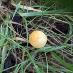 zz agaric (stem; gill colour unknown) at Yaouk, NSW - suppressed