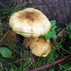 Armillaria sp. at Yaouk, NSW - 6 Apr 2022