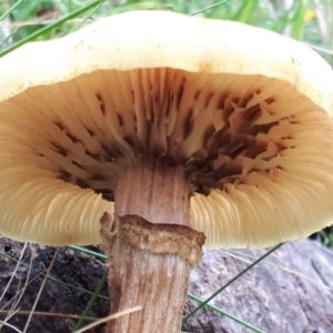 Armillaria sp. at Yaouk, NSW - 6 Apr 2022