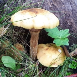 Armillaria sp. at Yaouk, NSW - 6 Apr 2022