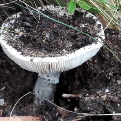 Amanita sp. (Amanita sp.) at Yaouk, NSW - 6 Apr 2022 by JARS