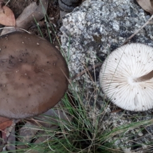 Oudemansiella gigaspora group at Yaouk, NSW - suppressed