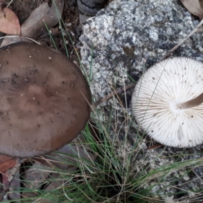 Oudemansiella 'radicata group' (Rooting shank) at Yaouk, NSW - 5 Apr 2022 by JARS