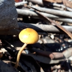 Protostropharia semiglobata (Dung Roundhead) at Yaouk, NSW - 5 Apr 2022 by JARS