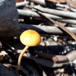 Protostropharia semiglobata at Yaouk, NSW - 5 Apr 2022