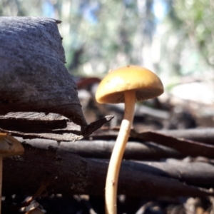 Protostropharia semiglobata at Yaouk, NSW - 5 Apr 2022