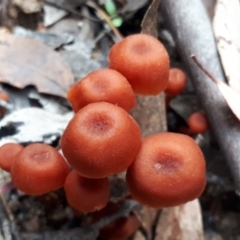 zz agaric (stem; gill colour unknown) at Yaouk, NSW - 22 Apr 2022 by JARS