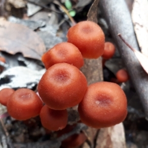 zz agaric (stem; gill colour unknown) at Yaouk, NSW - 22 Apr 2022