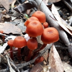 zz agaric (stem; gill colour unknown) at Yaouk, NSW - suppressed