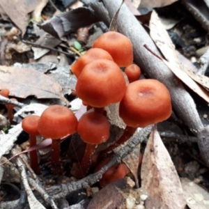 zz agaric (stem; gill colour unknown) at Yaouk, NSW - 22 Apr 2022