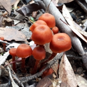 zz agaric (stem; gill colour unknown) at Yaouk, NSW - suppressed