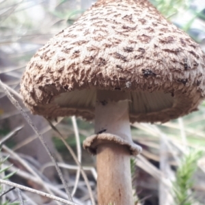 Chlorophyllum sp. at Yaouk, NSW - suppressed