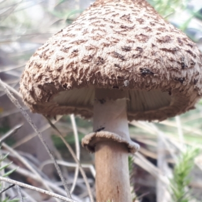 Chlorophyllum sp. at Yaouk, NSW - 18 May 2023 by JARS