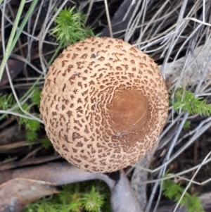 Chlorophyllum sp. at Yaouk, NSW - suppressed