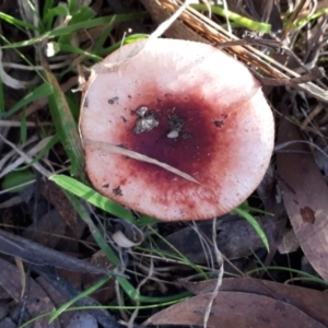 Russula sp. (genus) at Yaouk, NSW - suppressed