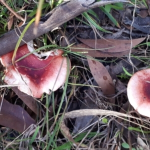 Russula sp. (genus) at Yaouk, NSW - suppressed