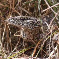 Varanus rosenbergi (Heath or Rosenberg's Monitor) at Michelago, NSW - 18 Nov 2023 by Illilanga