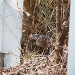 Varanus rosenbergi at Illilanga & Baroona - 18 Nov 2023