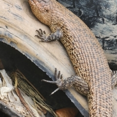 Egernia cunninghami (Cunningham's Skink) at Gundaroo, NSW - 14 Nov 2023 by Gunyijan