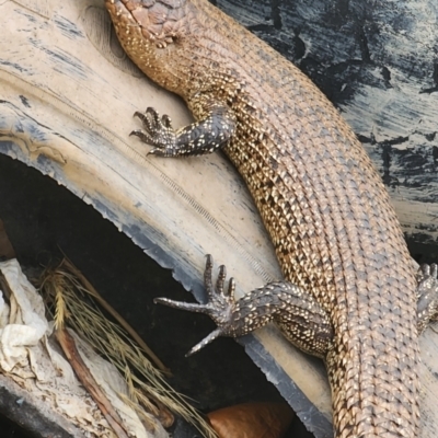 Egernia cunninghami (Cunningham's Skink) at Gundaroo, NSW - 14 Nov 2023 by Gunyijan