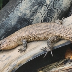 Egernia cunninghami at Gundaroo, NSW - 15 Nov 2023 09:56 AM