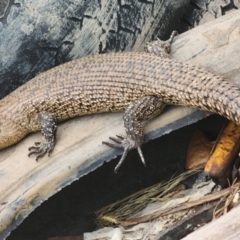 Egernia cunninghami at Gundaroo, NSW - 15 Nov 2023 09:56 AM