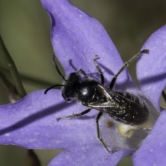 Lasioglossum (Chilalictus) lanarium (Halictid bee) at McKellar, ACT - 17 Nov 2023 by kasiaaus