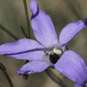 Lasioglossum (Chilalictus) lanarium at McKellar, ACT - 17 Nov 2023 02:25 PM