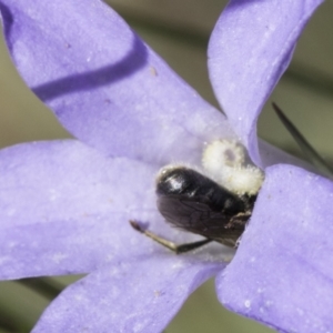 Lasioglossum (Chilalictus) lanarium at McKellar, ACT - 17 Nov 2023 02:25 PM