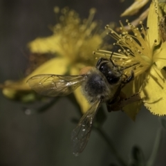 Apis mellifera (European honey bee) at McKellar, ACT - 17 Nov 2023 by kasiaaus