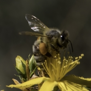 Apis mellifera at McKellar, ACT - 17 Nov 2023