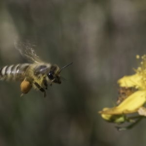 Apis mellifera at McKellar, ACT - 17 Nov 2023