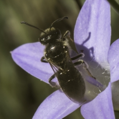Lasioglossum (Chilalictus) lanarium (Halictid bee) at Croke Place Grassland (CPG) - 17 Nov 2023 by kasiaaus