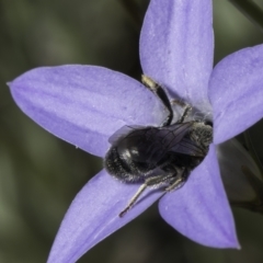 Lasioglossum (Chilalictus) lanarium at McKellar, ACT - 17 Nov 2023 02:25 PM