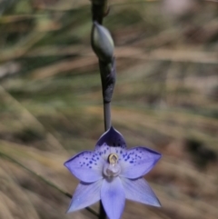 Thelymitra simulata (Graceful Sun-orchid) at Cotter River, ACT - 18 Nov 2023 by Csteele4