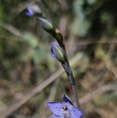 Thelymitra simulata at Namadgi National Park - 18 Nov 2023