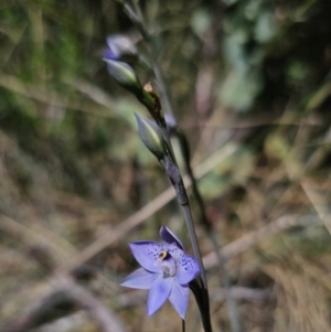 Thelymitra simulata at Namadgi National Park - suppressed