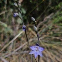 Thelymitra simulata at Namadgi National Park - suppressed