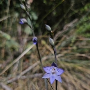 Thelymitra simulata at Namadgi National Park - suppressed