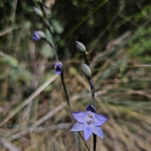 Thelymitra simulata at Namadgi National Park - 18 Nov 2023