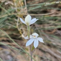 Caladenia alpina (Mountain Caps) at Paddys River, ACT - 18 Nov 2023 by Csteele4