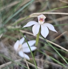 Caladenia alpina at Tidbinbilla Nature Reserve - 18 Nov 2023