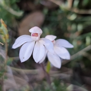 Caladenia alpina at Tidbinbilla Nature Reserve - 18 Nov 2023