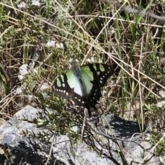 Graphium macleayanum (Macleay's Swallowtail) at Paddys River, ACT - 18 Nov 2023 by Csteele4