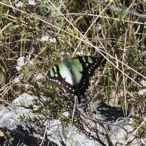 Graphium macleayanum at Tidbinbilla Nature Reserve - 18 Nov 2023