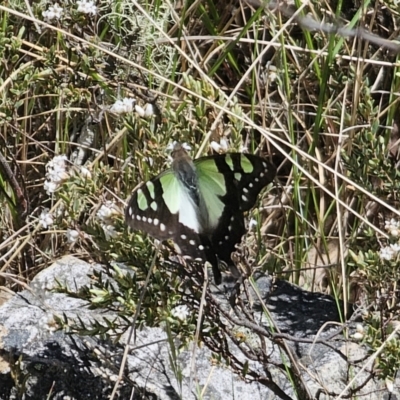 Graphium macleayanum (Macleay's Swallowtail) at Tidbinbilla Nature Reserve - 18 Nov 2023 by Csteele4