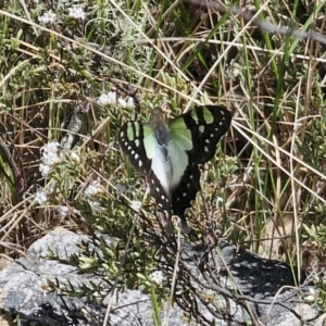 Graphium macleayanum at Tidbinbilla Nature Reserve - 18 Nov 2023 11:53 AM