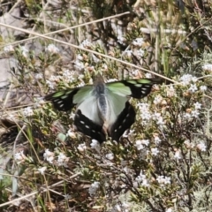 Graphium macleayanum at Tidbinbilla Nature Reserve - 18 Nov 2023